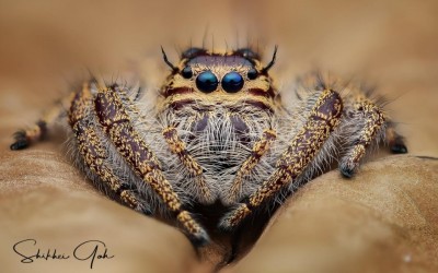 hyllus giganteus